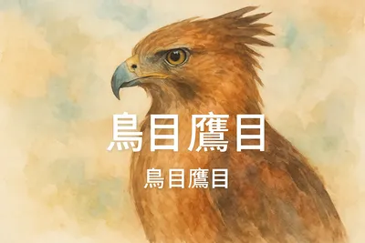 鵜目鷹目の意味・読み方・使い方を解説！ビジネスシーンでの実例も紹介